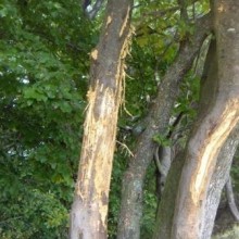 Seguire le tracce, 2^ parte: il bosco come un libro aperto